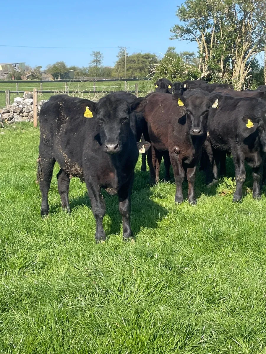 15 Angus bullocks - Image 3