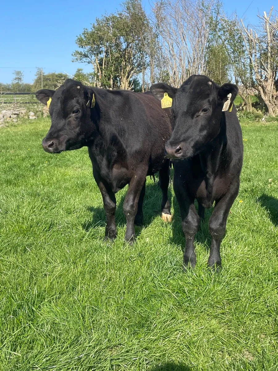 15 Angus bullocks - Image 4