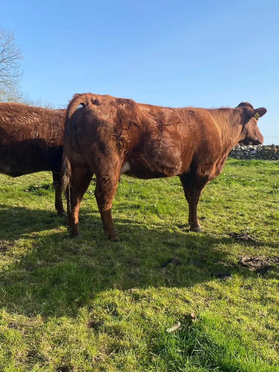 Super in Calf Heifer - Image 1