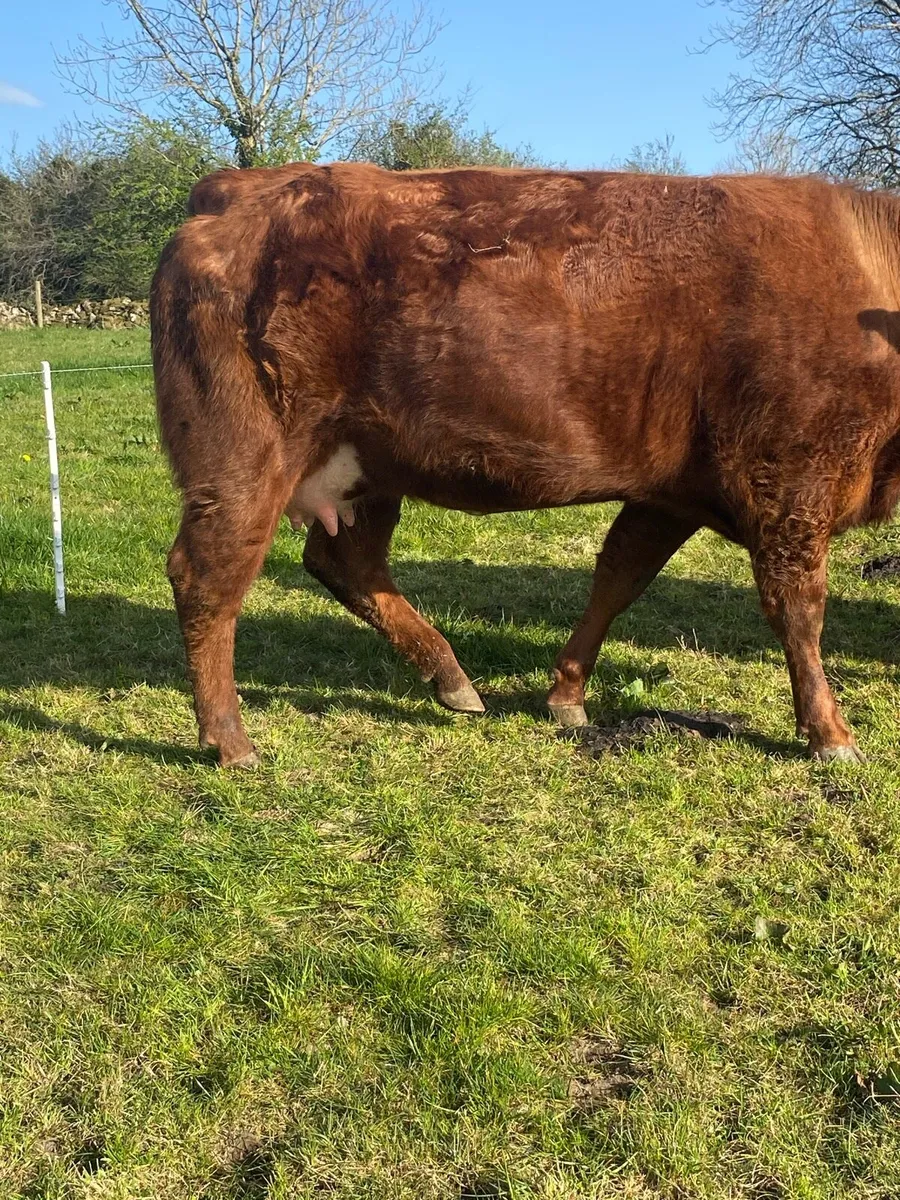 Super in Calf Heifer - Image 2