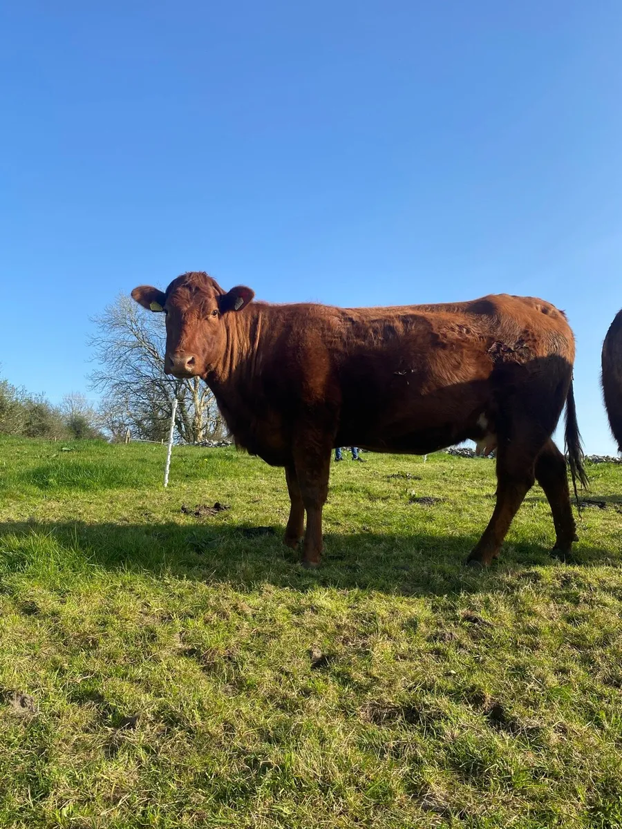 Super in Calf Heifer - Image 3