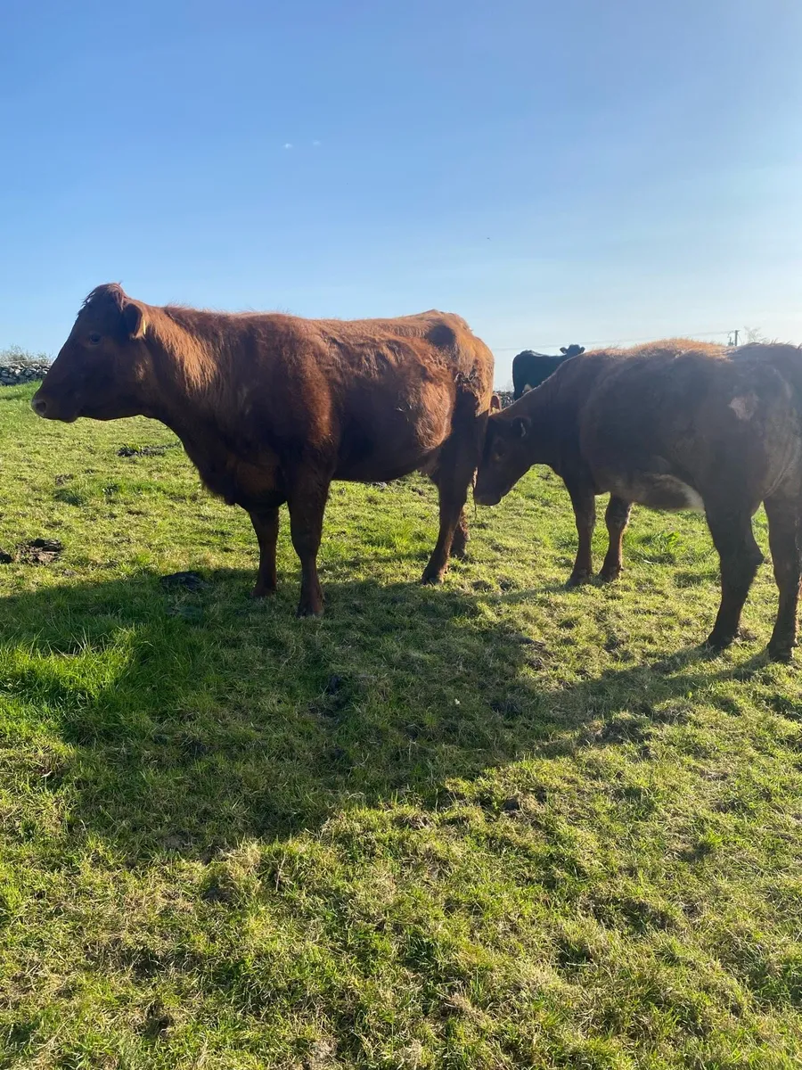 Super in Calf Heifer - Image 4