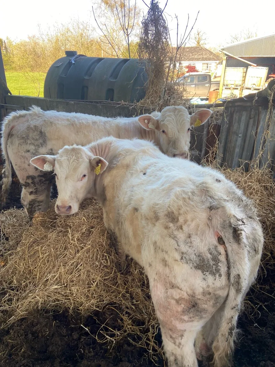 Charolais bulls tullamore Mart Monday - Image 1