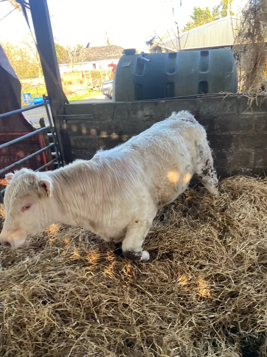Charolais bulls tullamore Mart Monday - Image 2