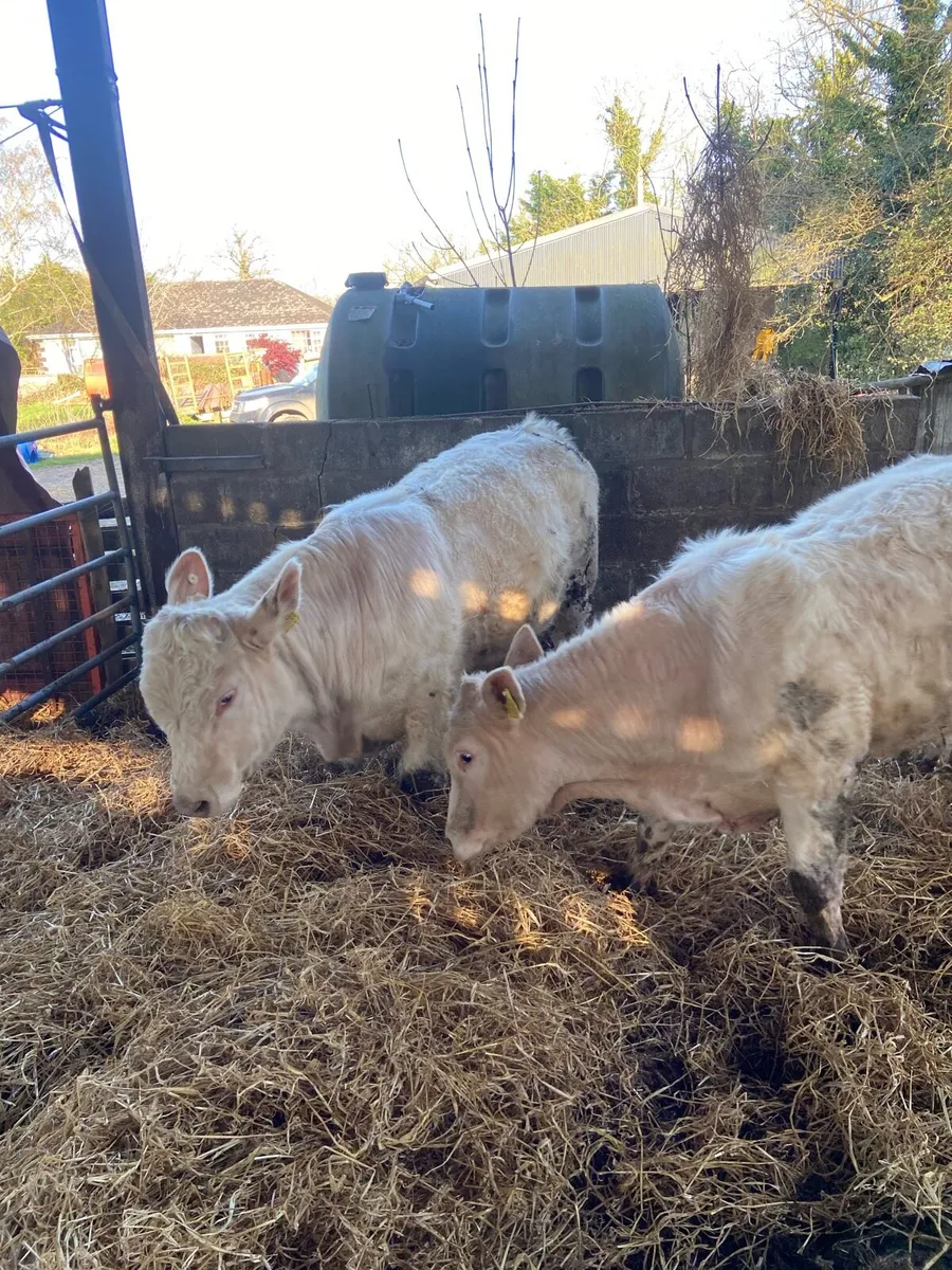 Charolais bulls tullamore Mart Monday - Image 3