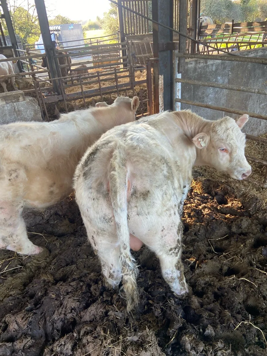 Charolais bulls tullamore Mart Monday - Image 4