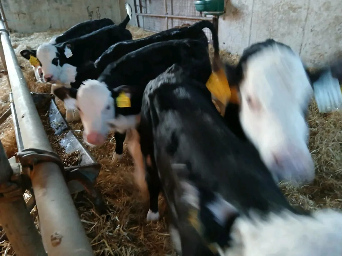 7 Serious Hereford Bull Calves - Image 2