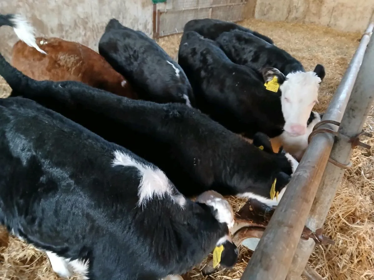 7 Serious Hereford Bull Calves - Image 1