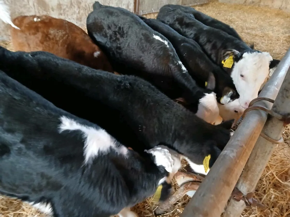 7 Serious Hereford Bull Calves - Image 3