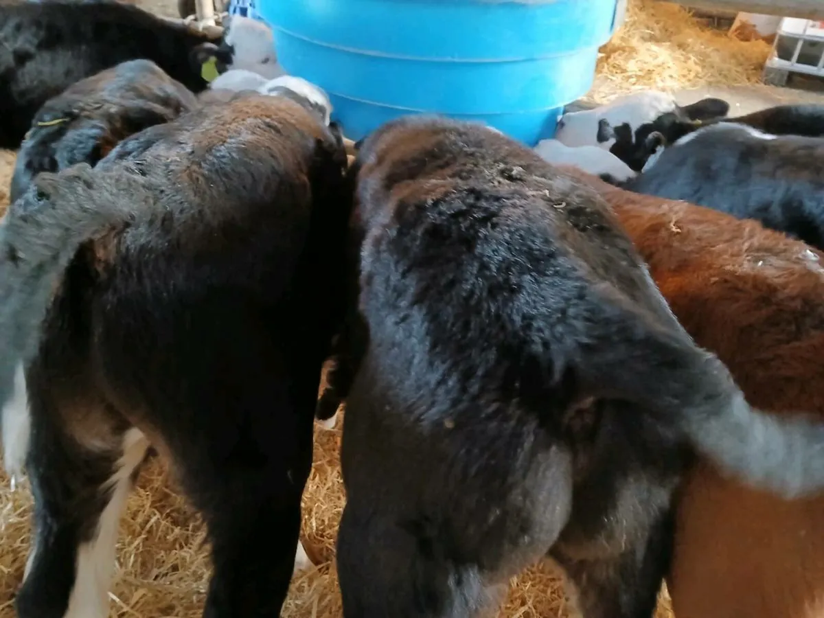 7 Serious Hereford Bull Calves - Image 4