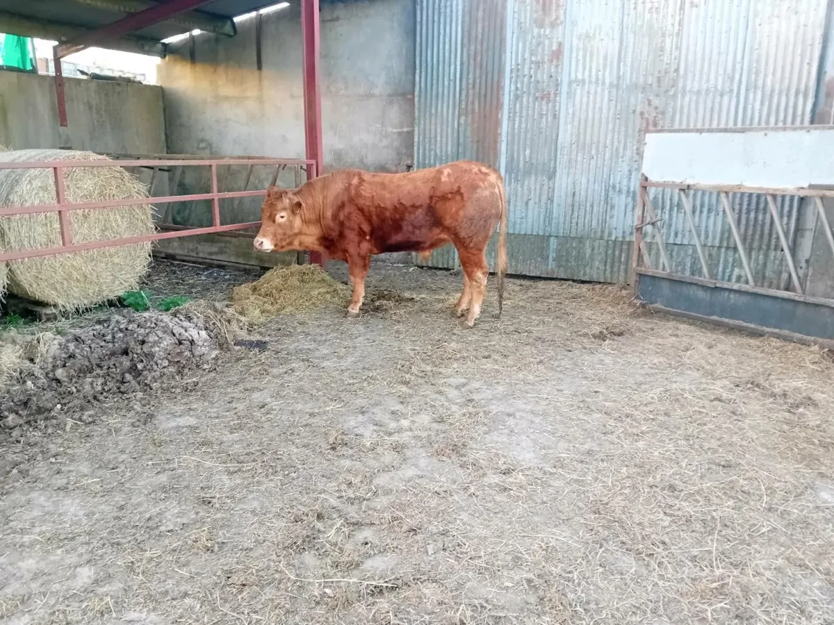 Limousine bull