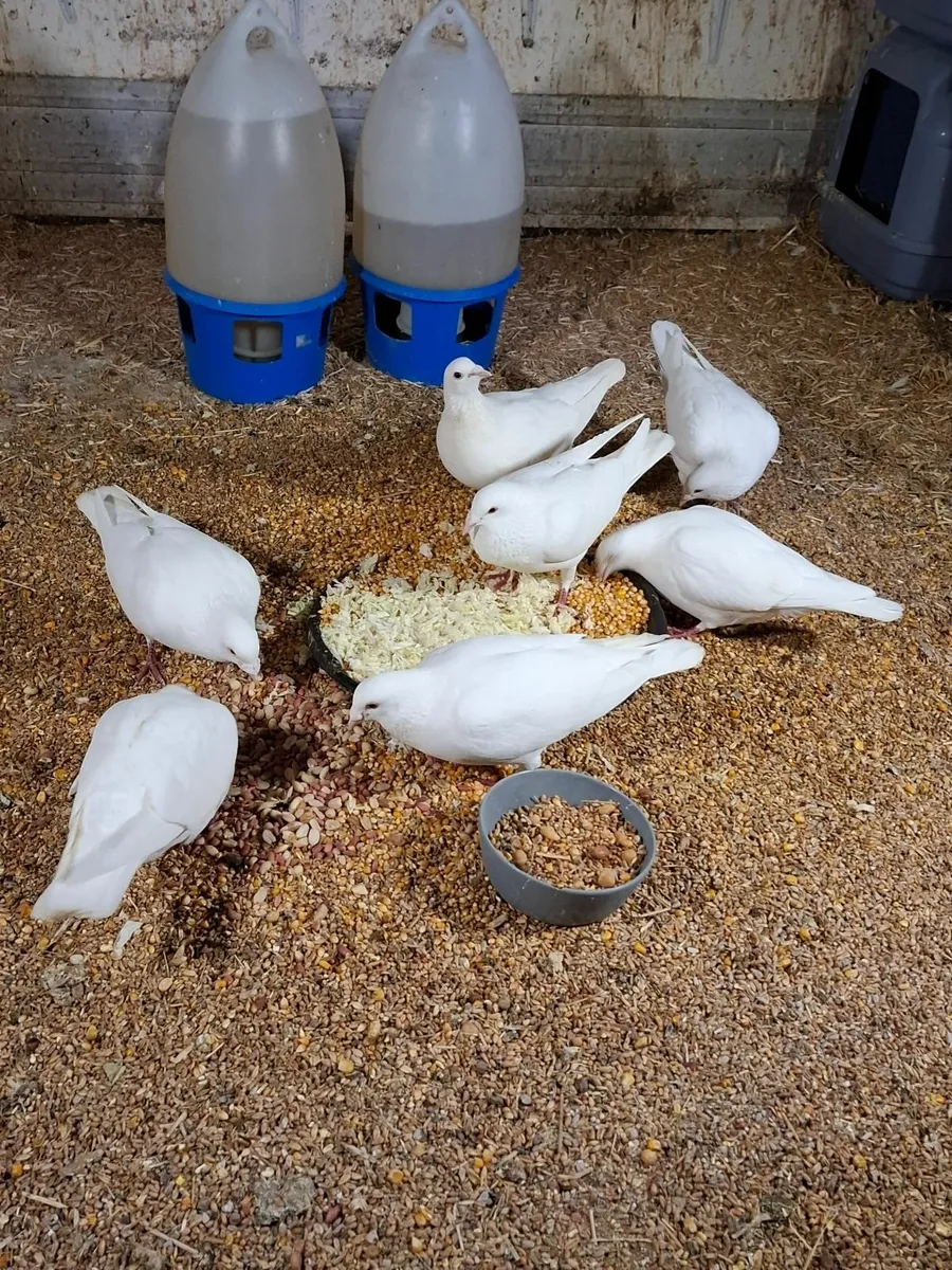 6 WHITE PIGEONS-ALL VACCINATED - Image 1