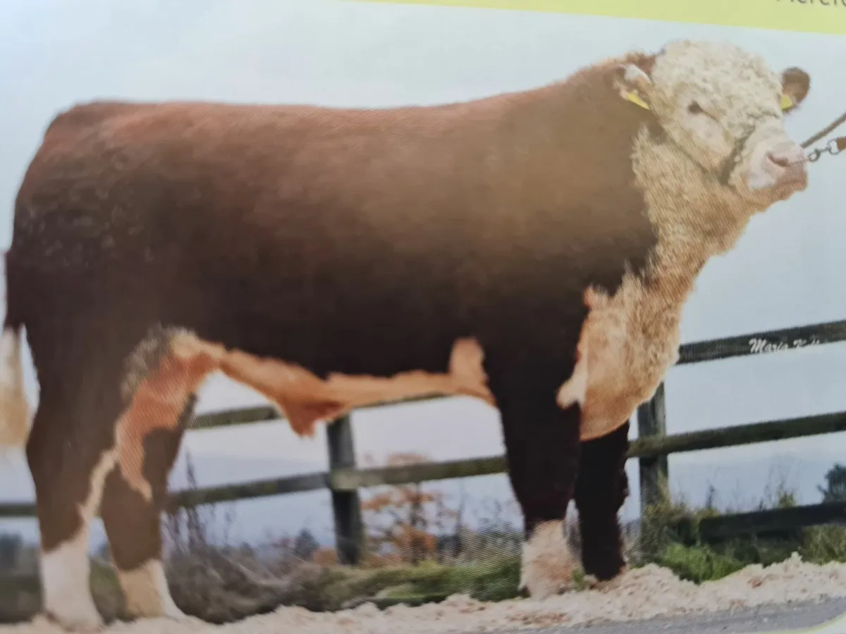 North Munster Cattle Breeders Society - Image 1