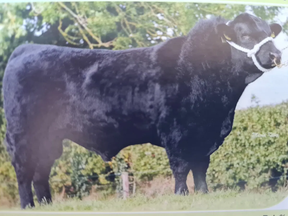 North Munster Cattle Breeders Society - Image 2
