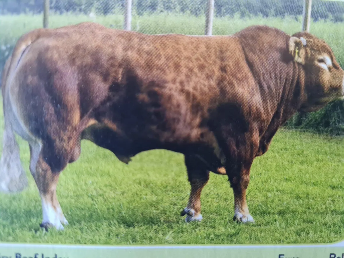 North Munster Cattle Breeders Society - Image 3