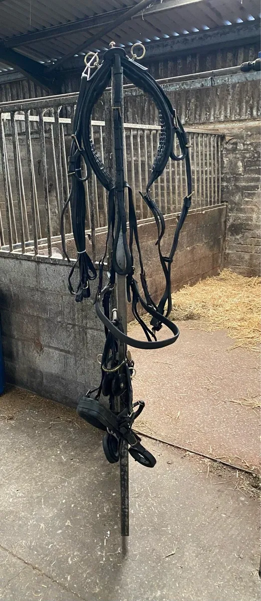 English harness for sale - Image 4