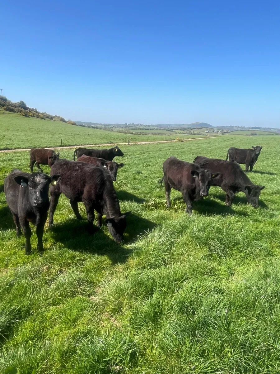 Angus heifers - Image 1