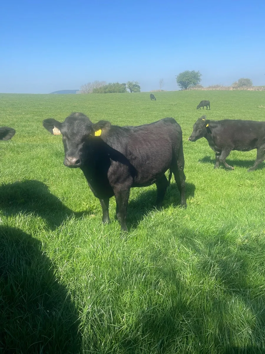 Angus heifers - Image 3