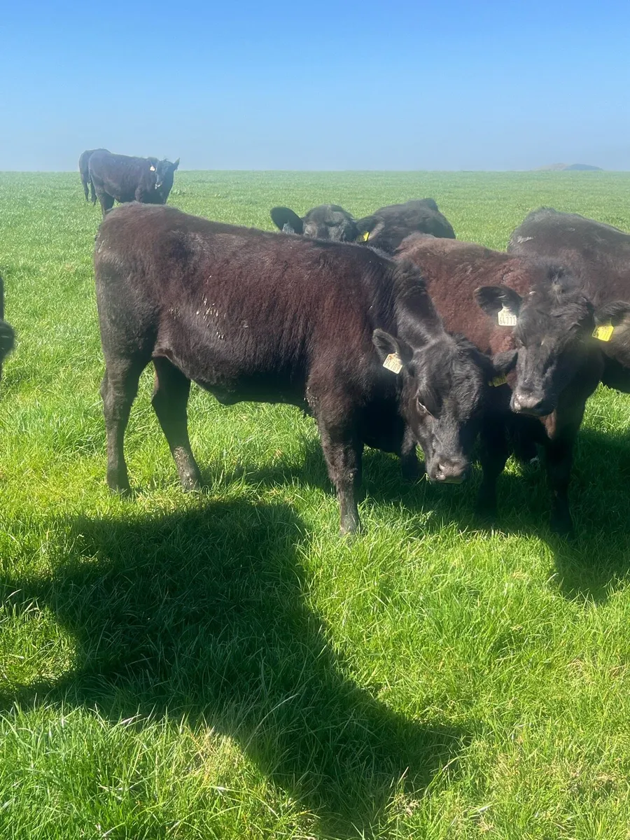 Angus heifers - Image 4