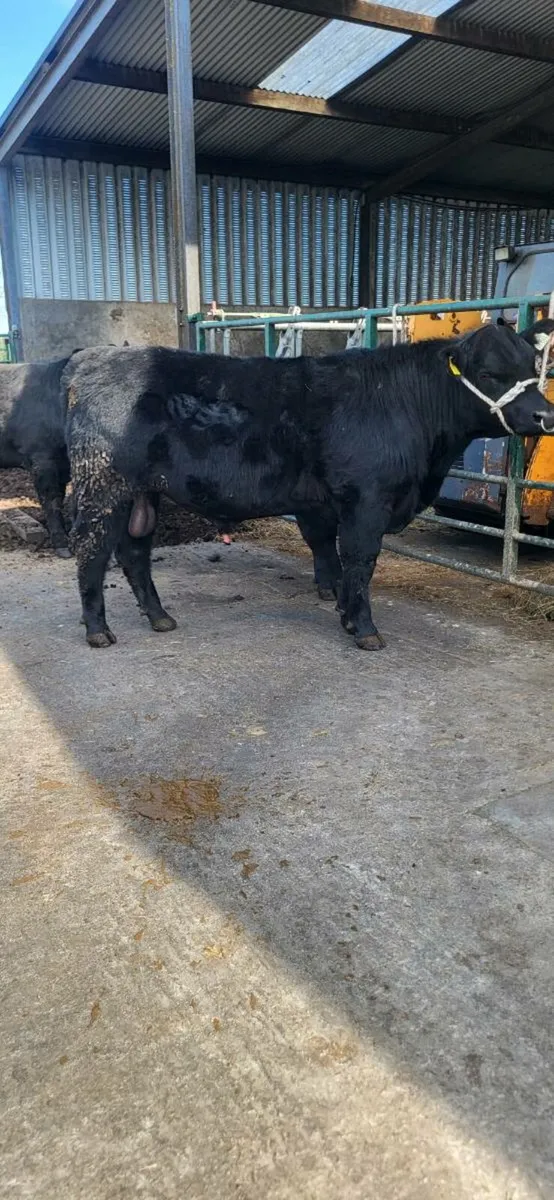 Fermoy Mart - Image 1