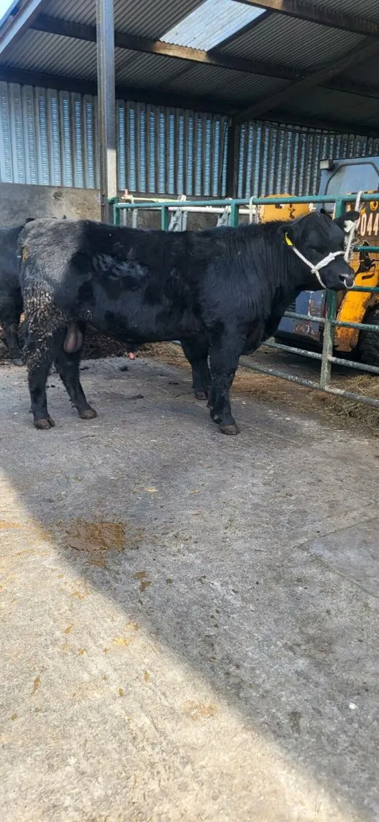 Fermoy Mart - Image 2