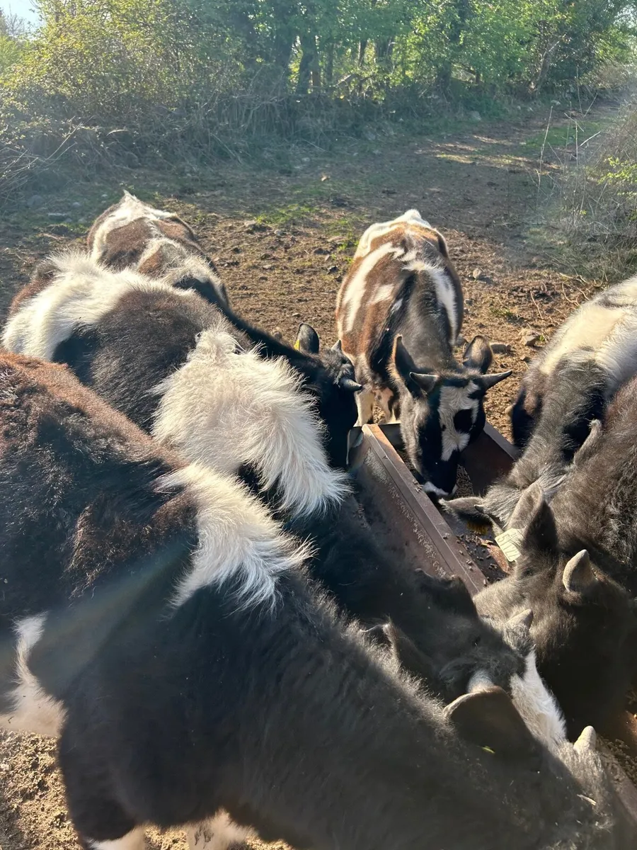Fr bull weanling - Image 1