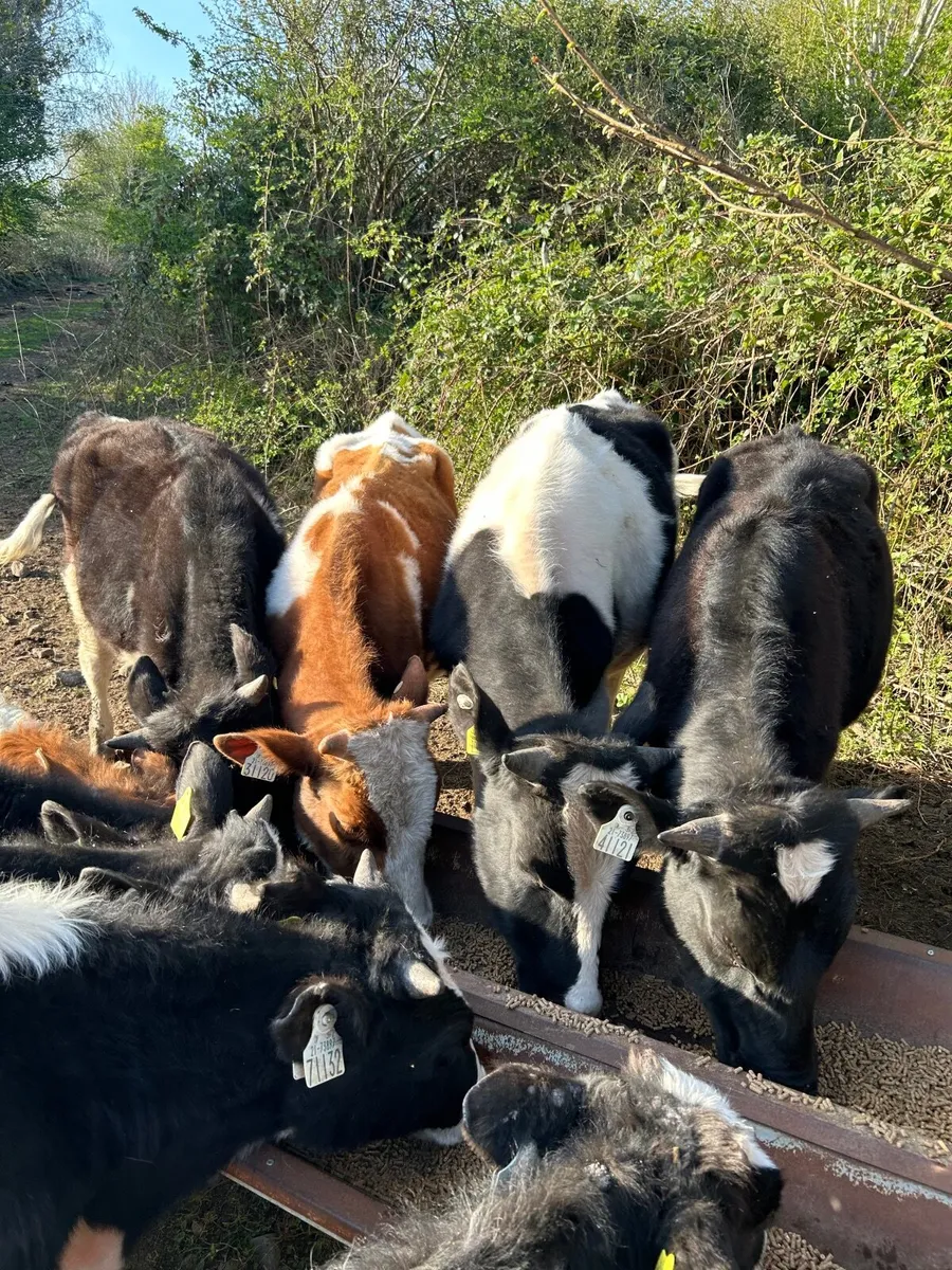 Fr bull weanling - Image 2