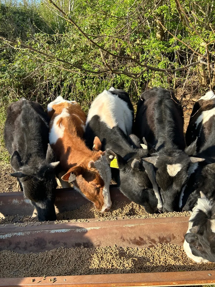 Fr bull weanling - Image 3