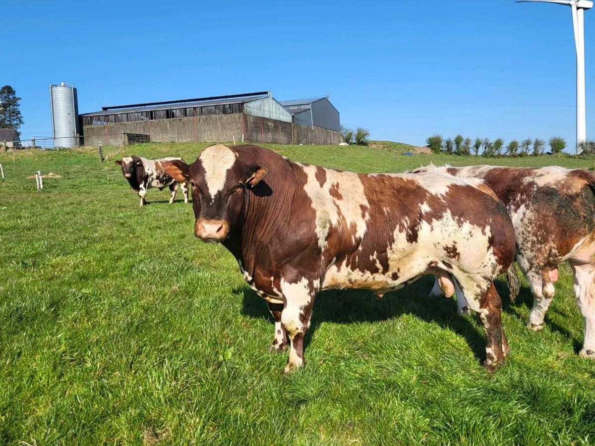 Roan bulls - Image 1