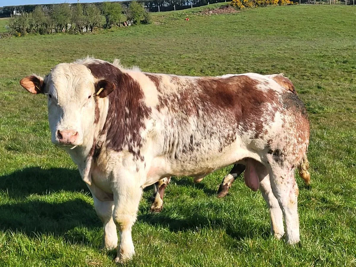Roan bulls - Image 2
