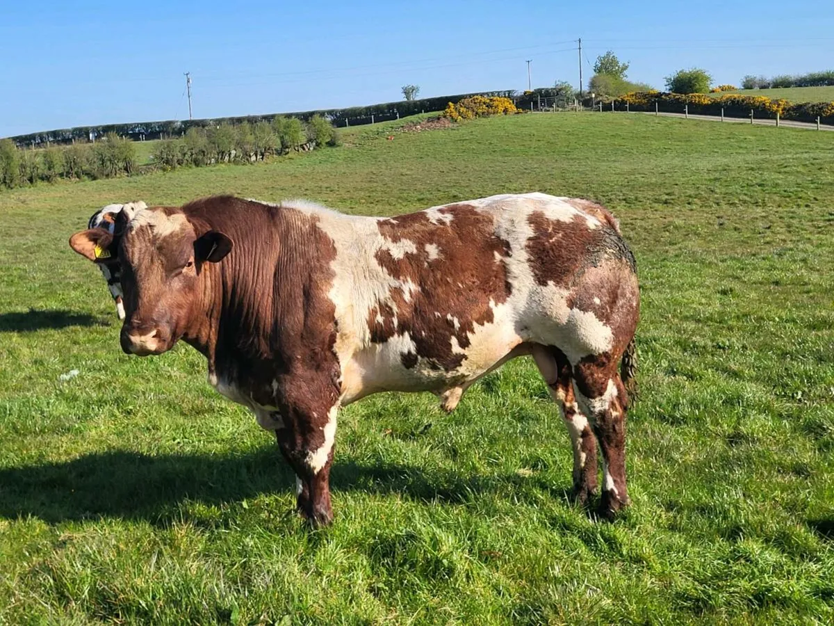 Roan bulls - Image 3