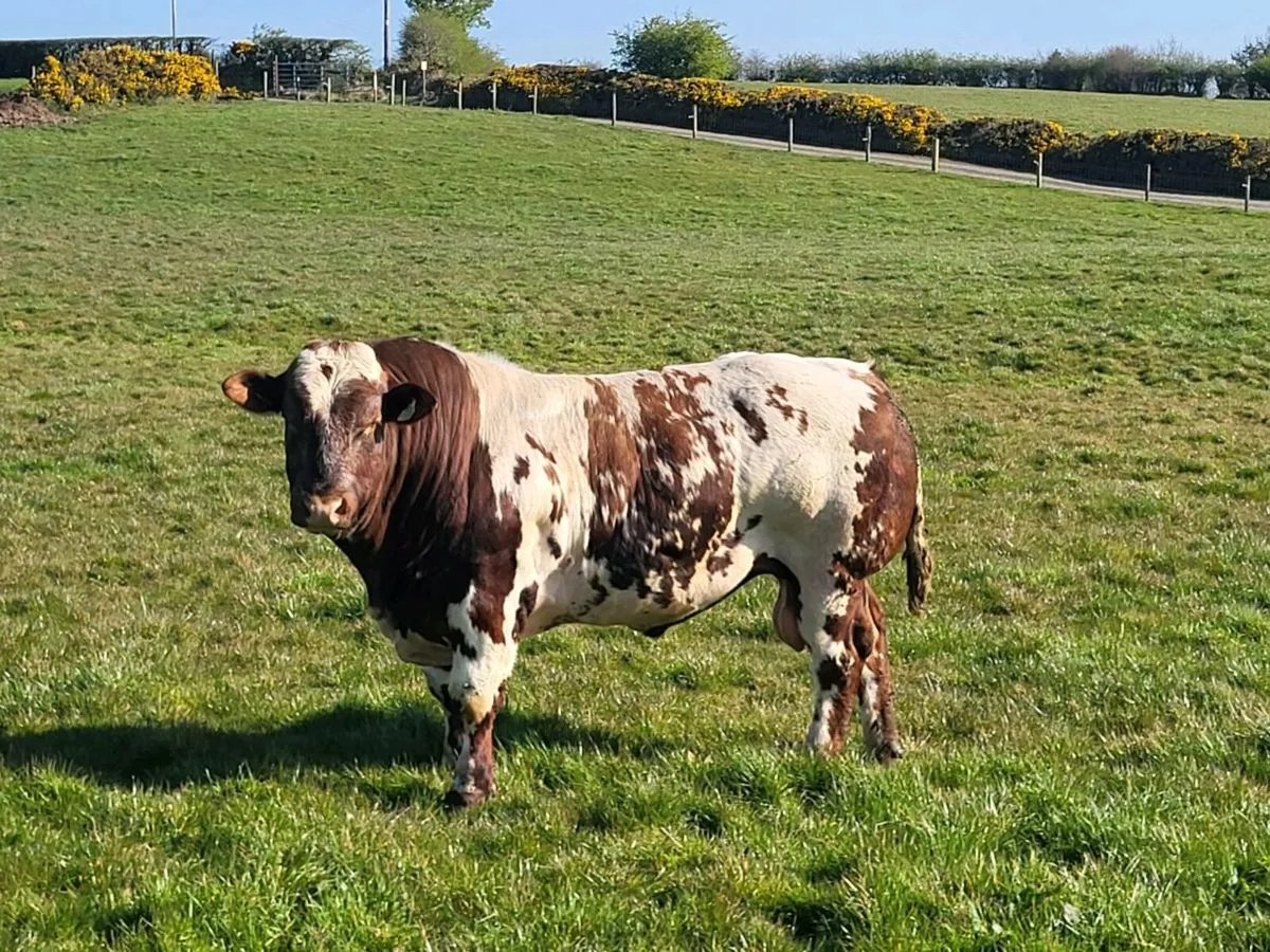 Roan bulls - Image 4