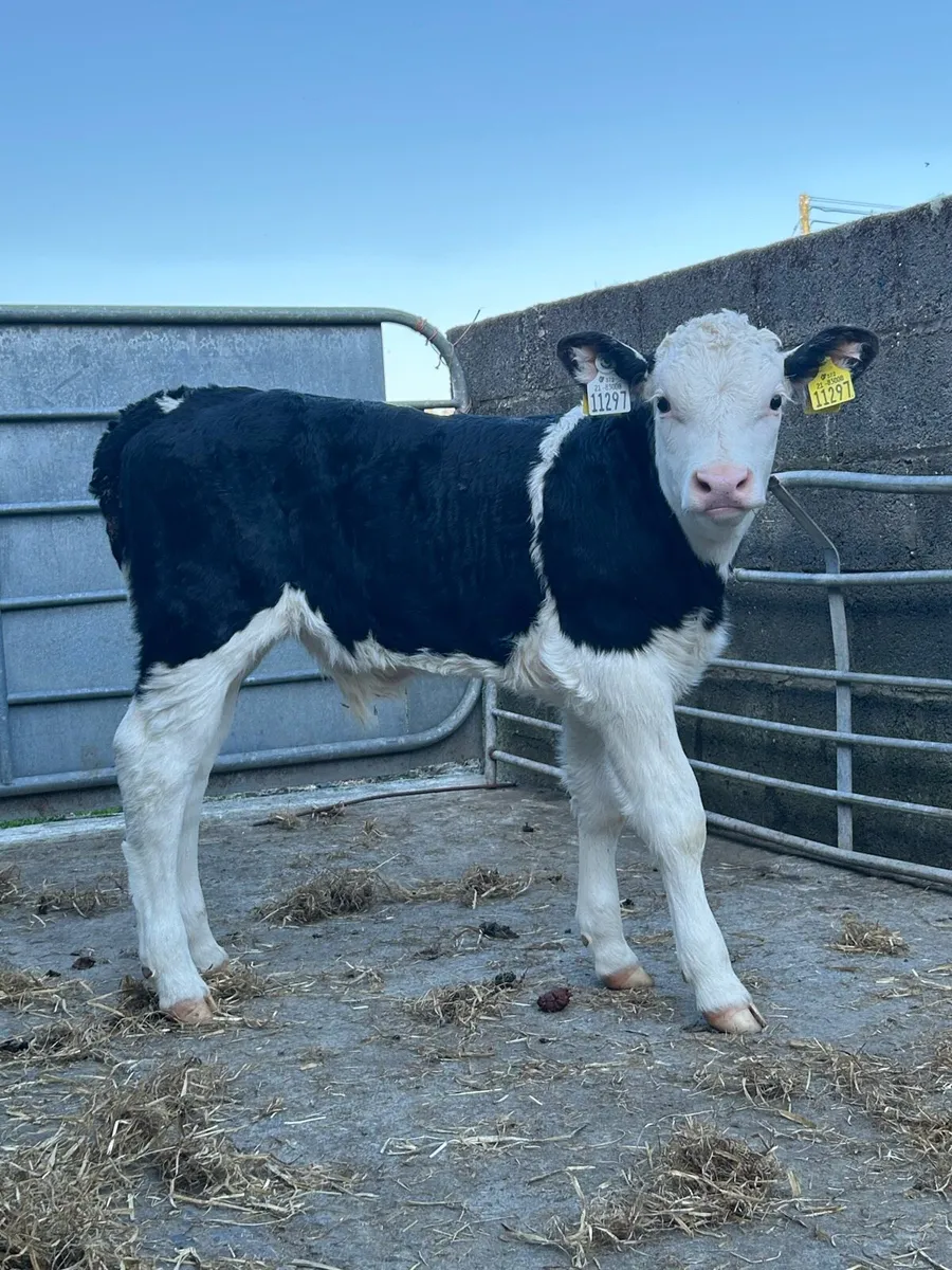 11 Serious Reared Whitehead Bulls - Image 3