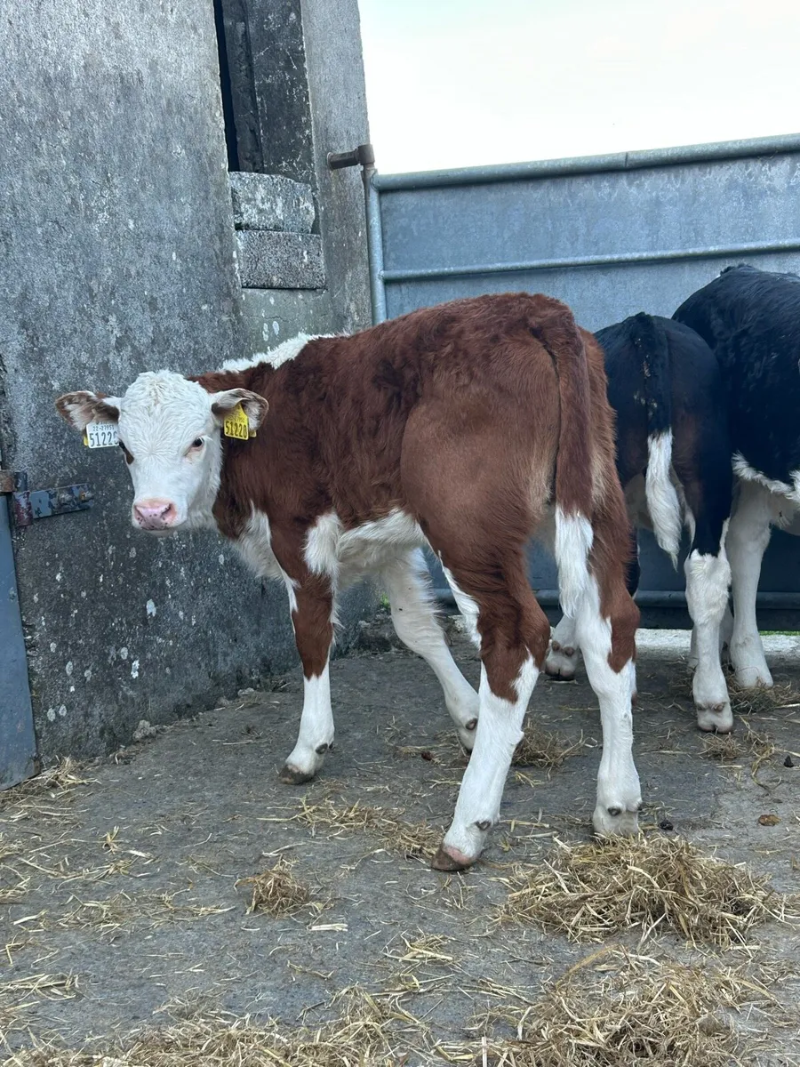 11 Serious Reared Whitehead Bulls - Image 4