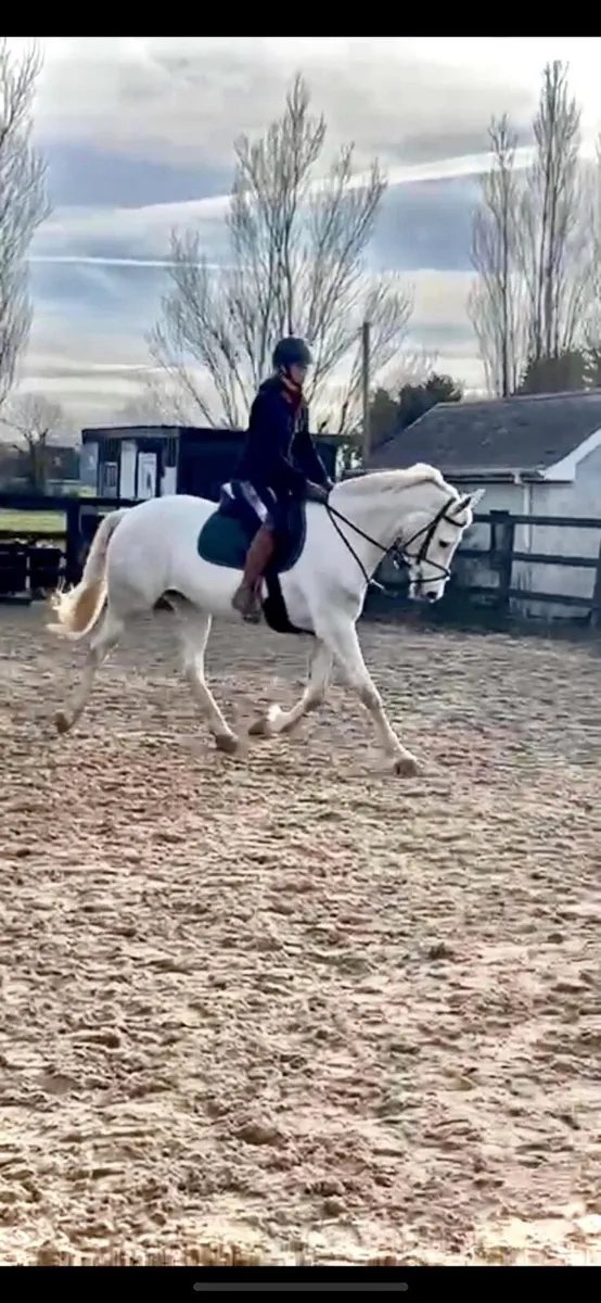 Ds With Me 2017 Gelding - Image 1