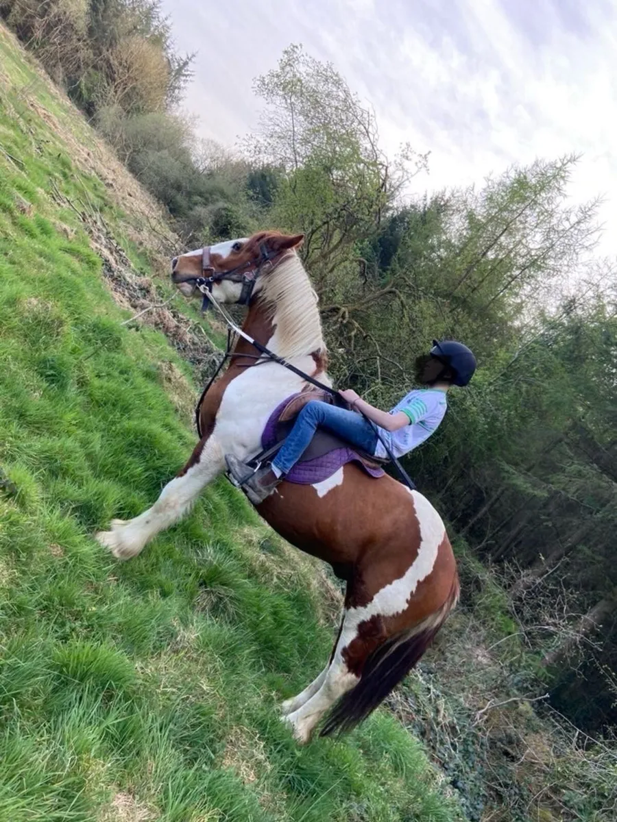 Horse - Image 1