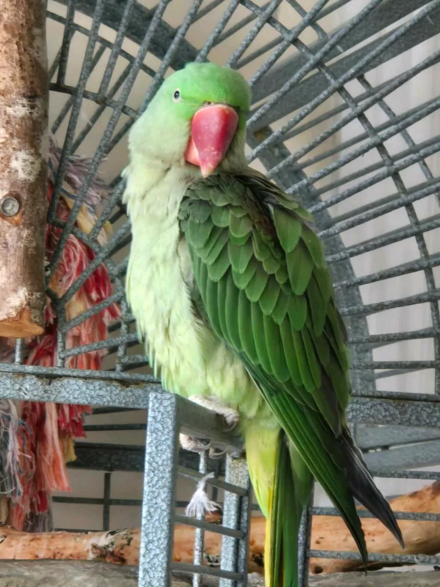 Alexandrine - Image 3
