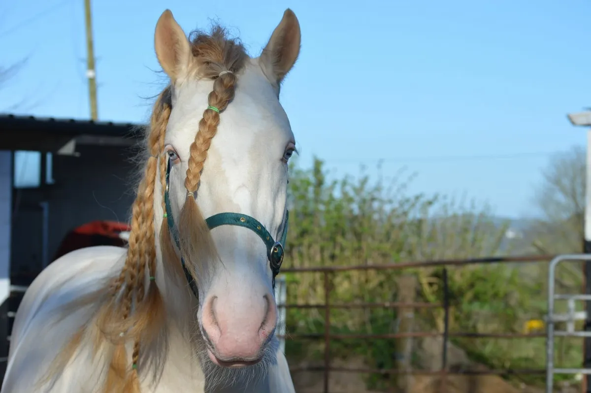 Cremello Stallion - Image 3