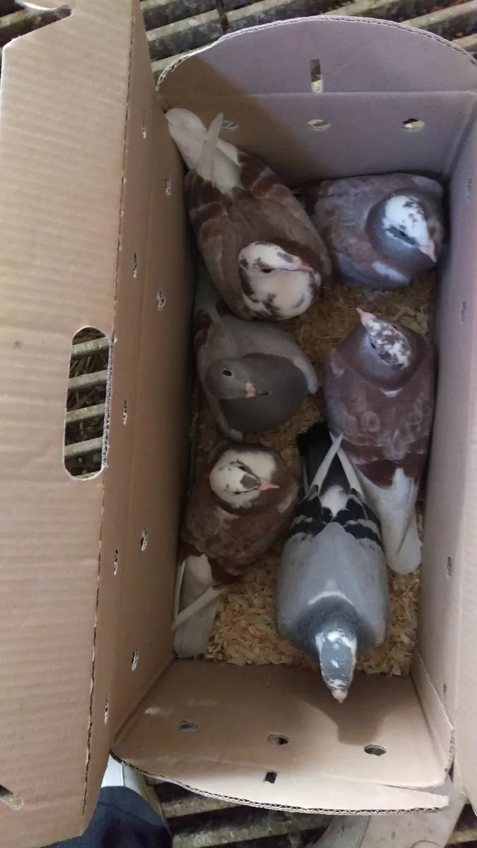 QUALITY - VAN DEN BULCK'S - Two Ten Bird  Kits - Image 1