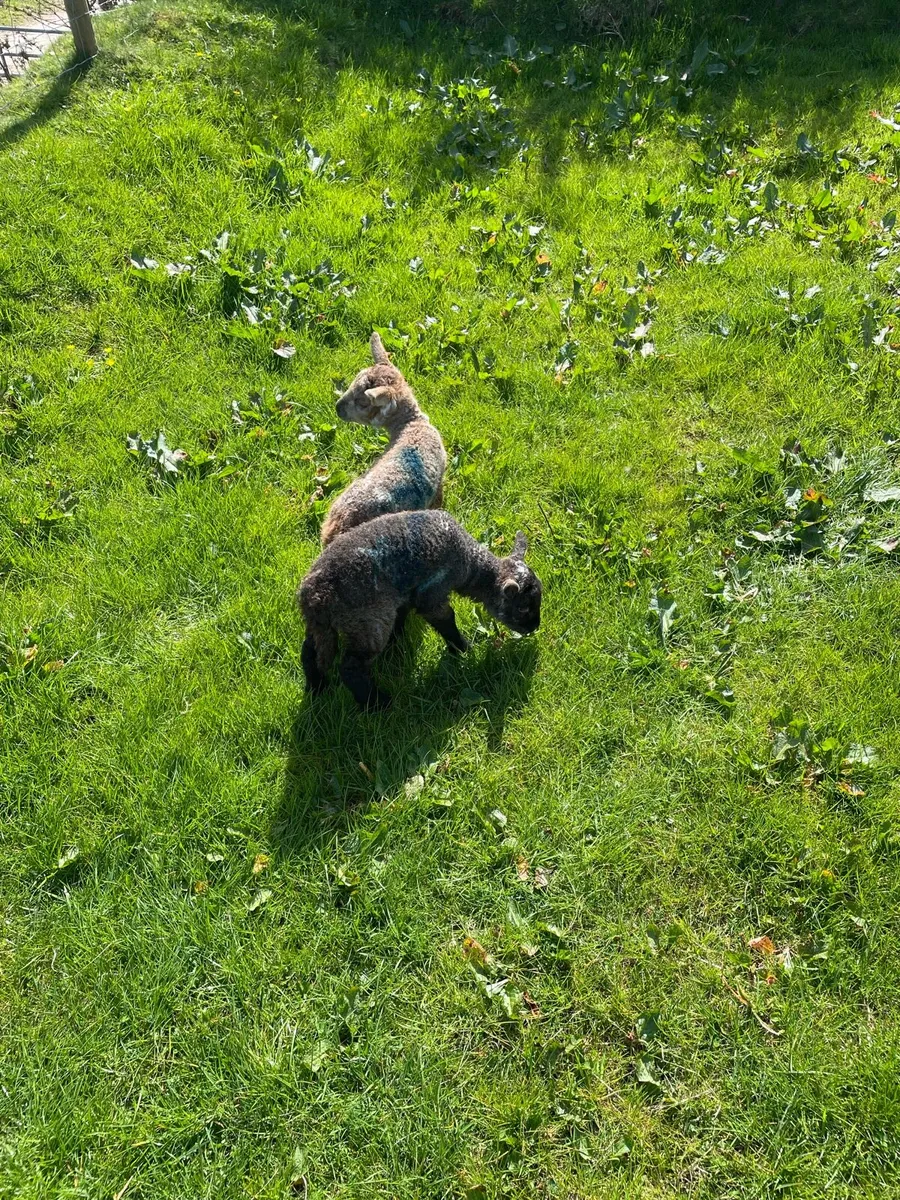 Pet lambs - Image 1