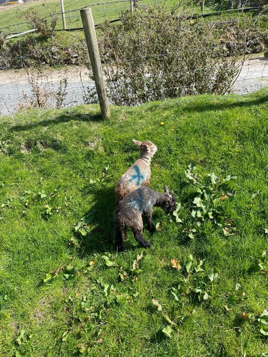 Pet lambs - Image 2