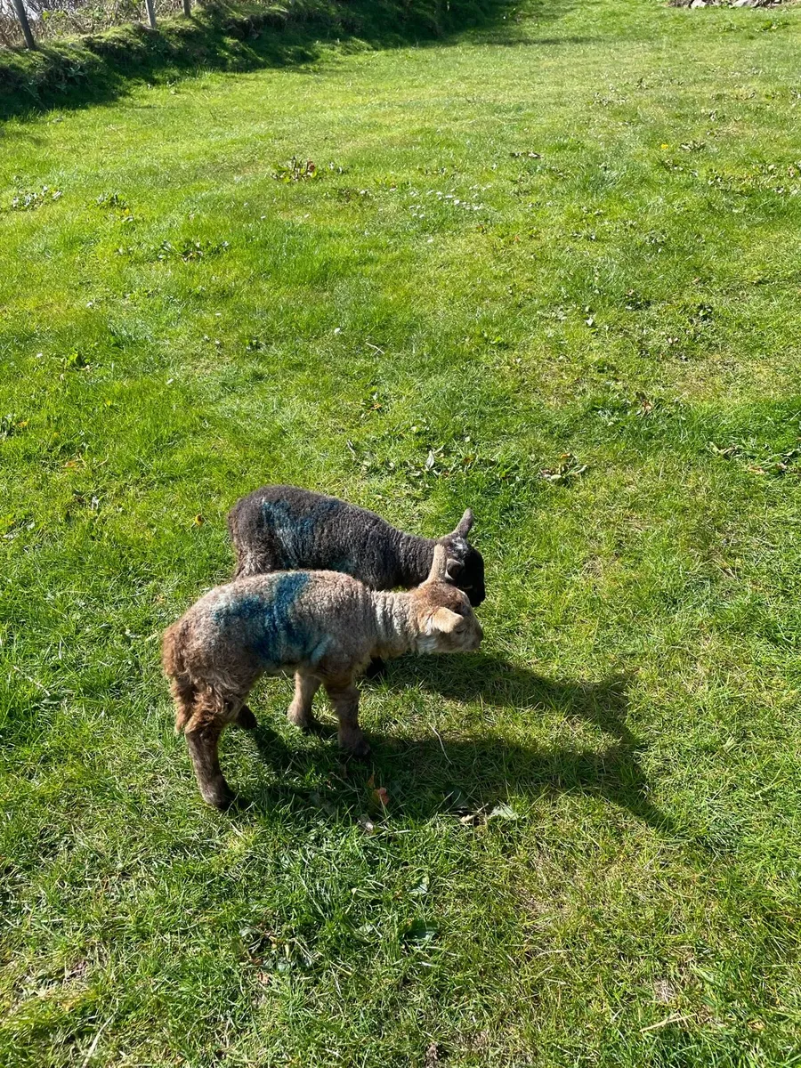 Pet lambs - Image 3