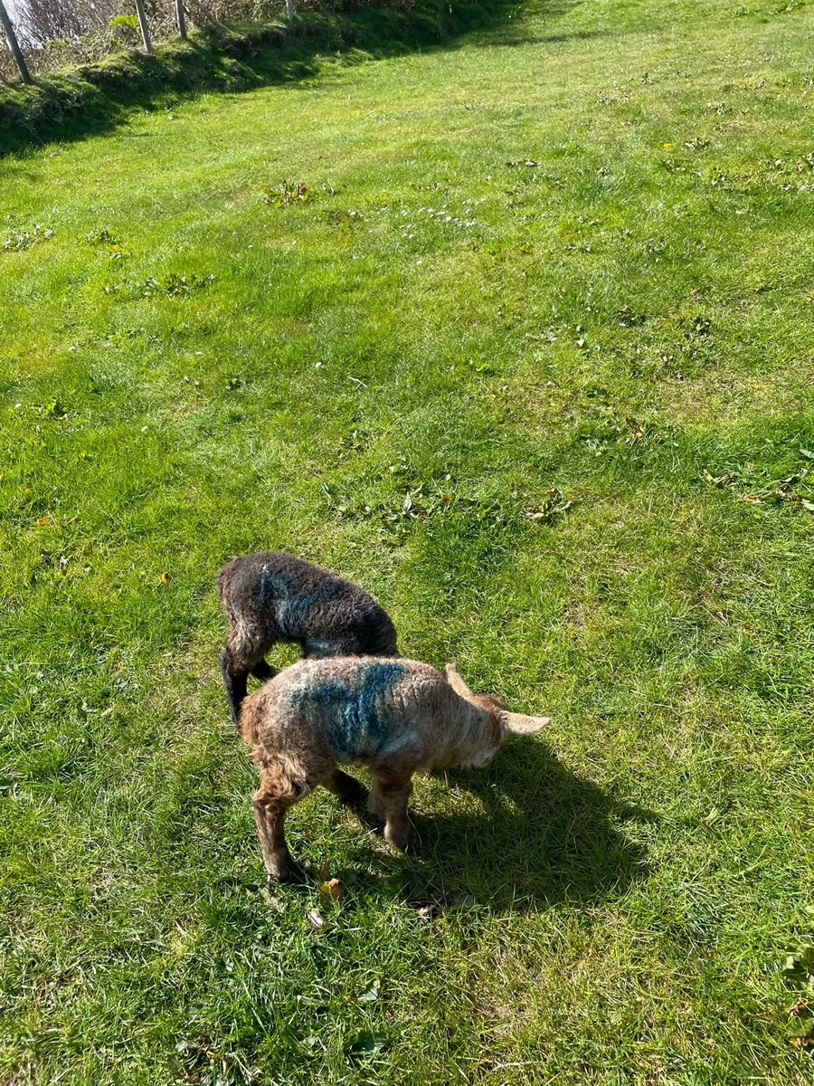 Pet lambs - Image 4
