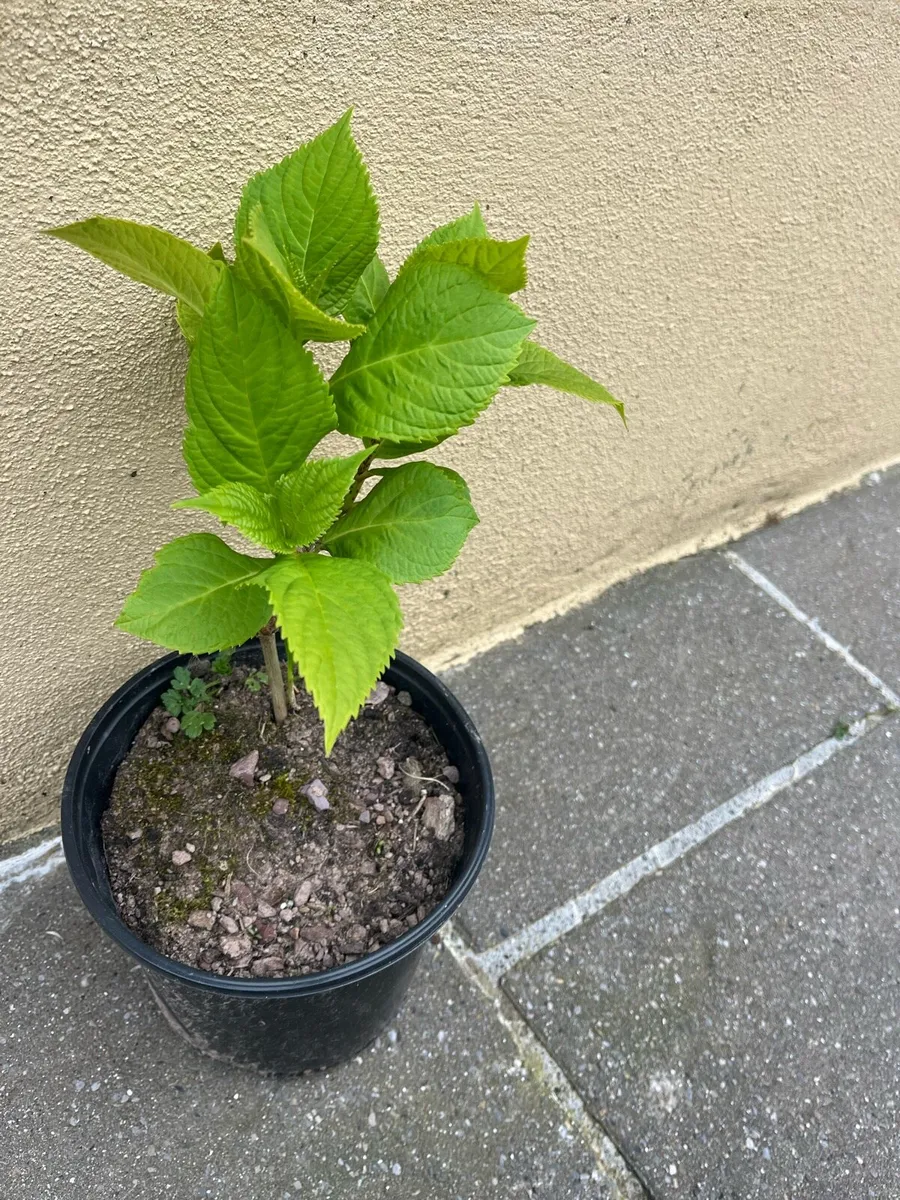 Hydrangea plants