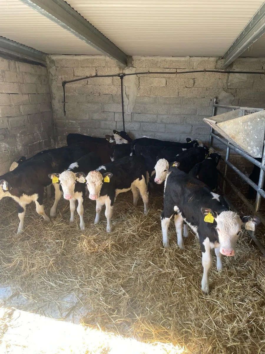 ⭐️white head heifer calves⭐️ - Image 1