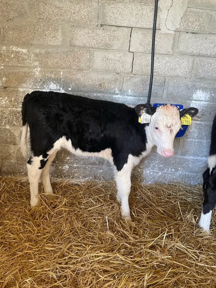 ⭐️white head heifer calves⭐️ - Image 2