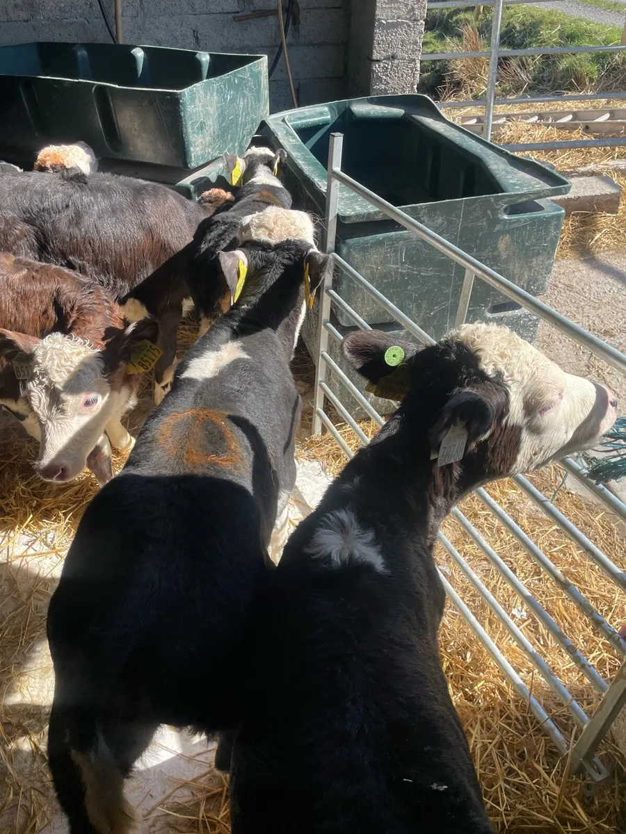 ⭐️white head heifer calves⭐️ - Image 3