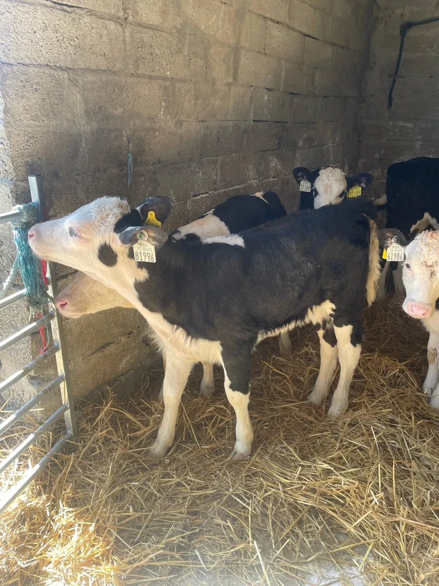 ⭐️white head heifer calves⭐️ - Image 4