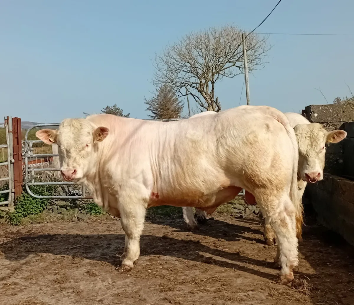 Charlolais bulls - Image 1