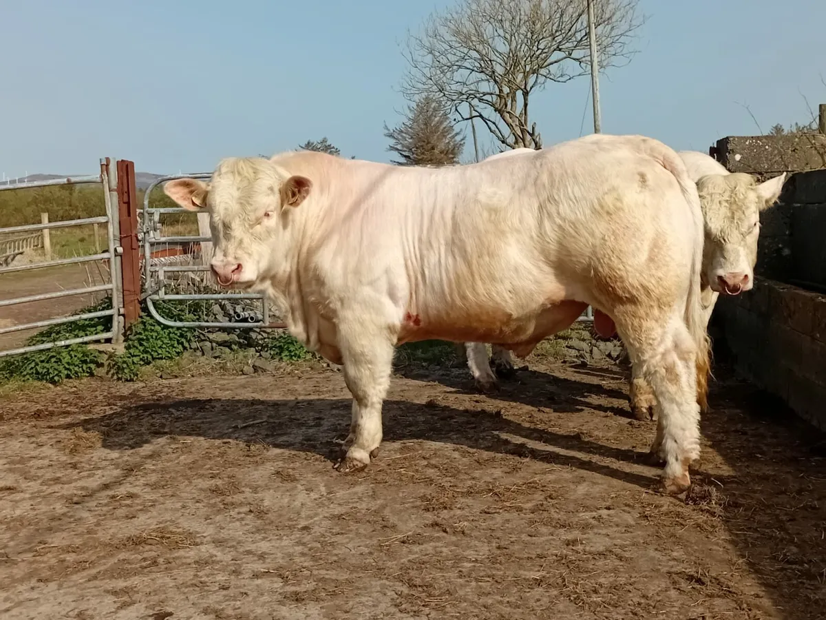 Charlolais bulls - Image 2